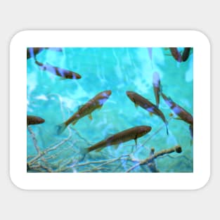 Fishes Sticker